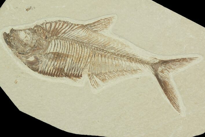 Detailed, Diplomystus Fossil Fish - Wyoming #92885